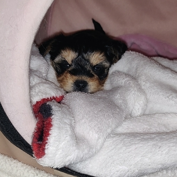 Meet your Posher, Coolsea - Picture 1 of 1